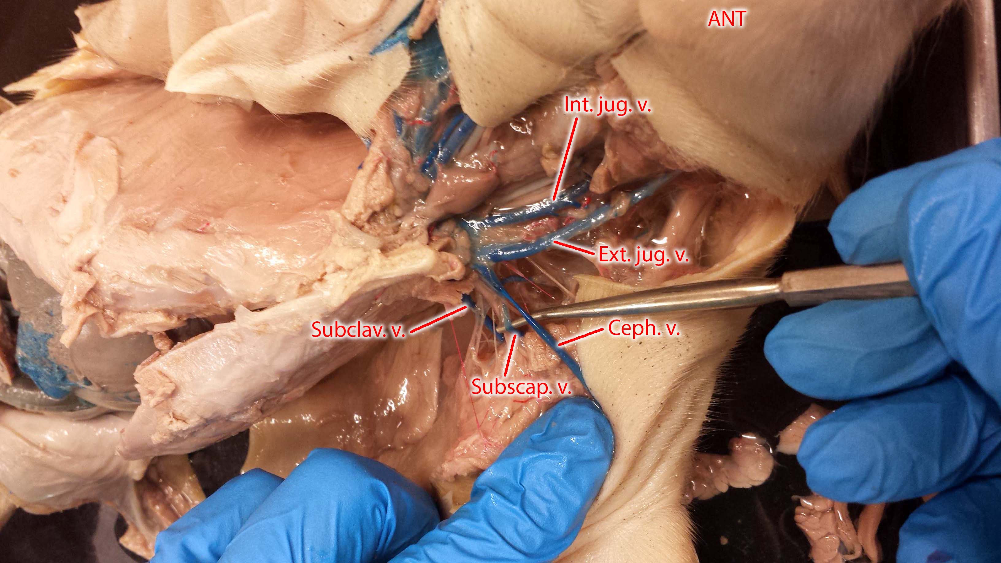 Photographs of the Vessels of the Fetal Pig