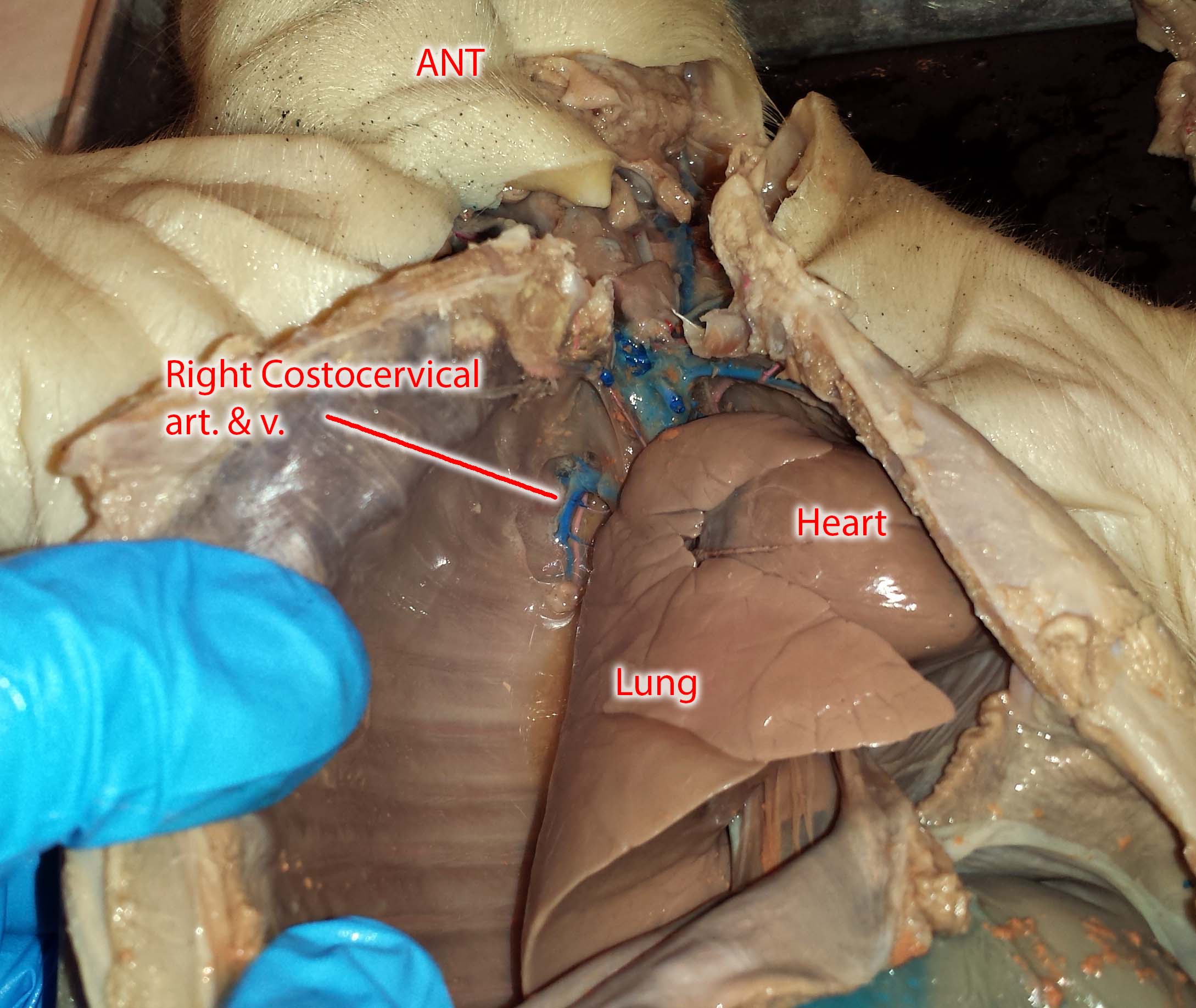 fetal pig respiratory system