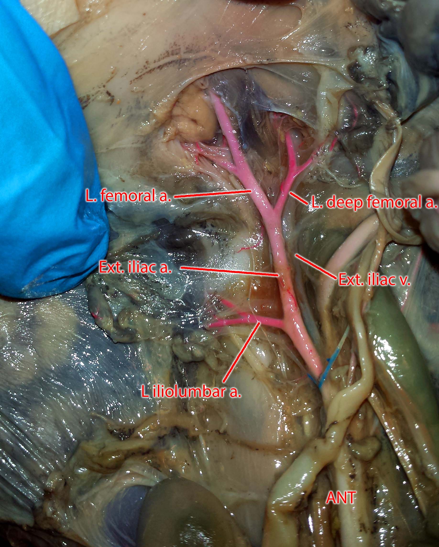 inferior mesenteric vein cat