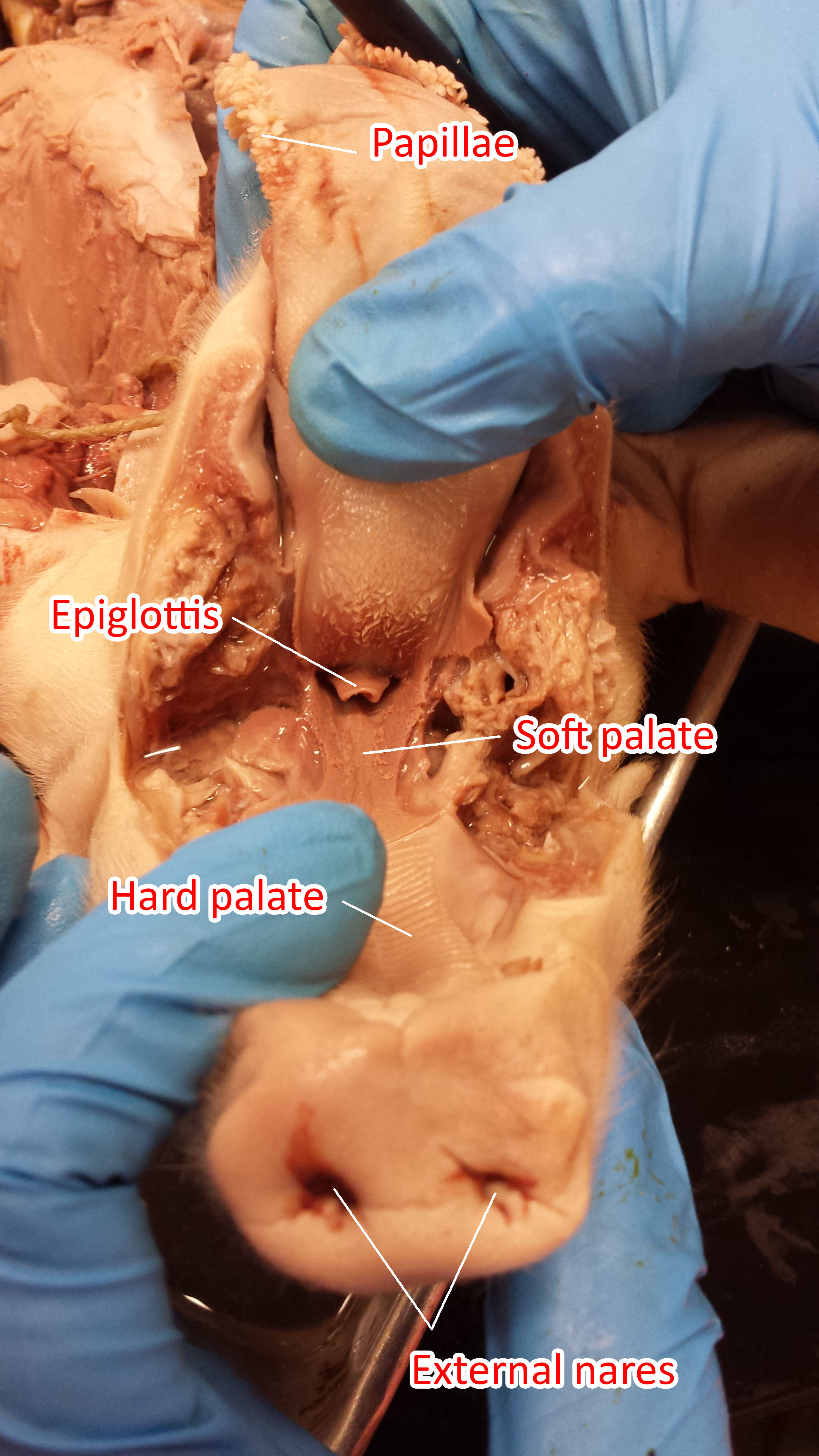 Photos of The Pig Digestive System
