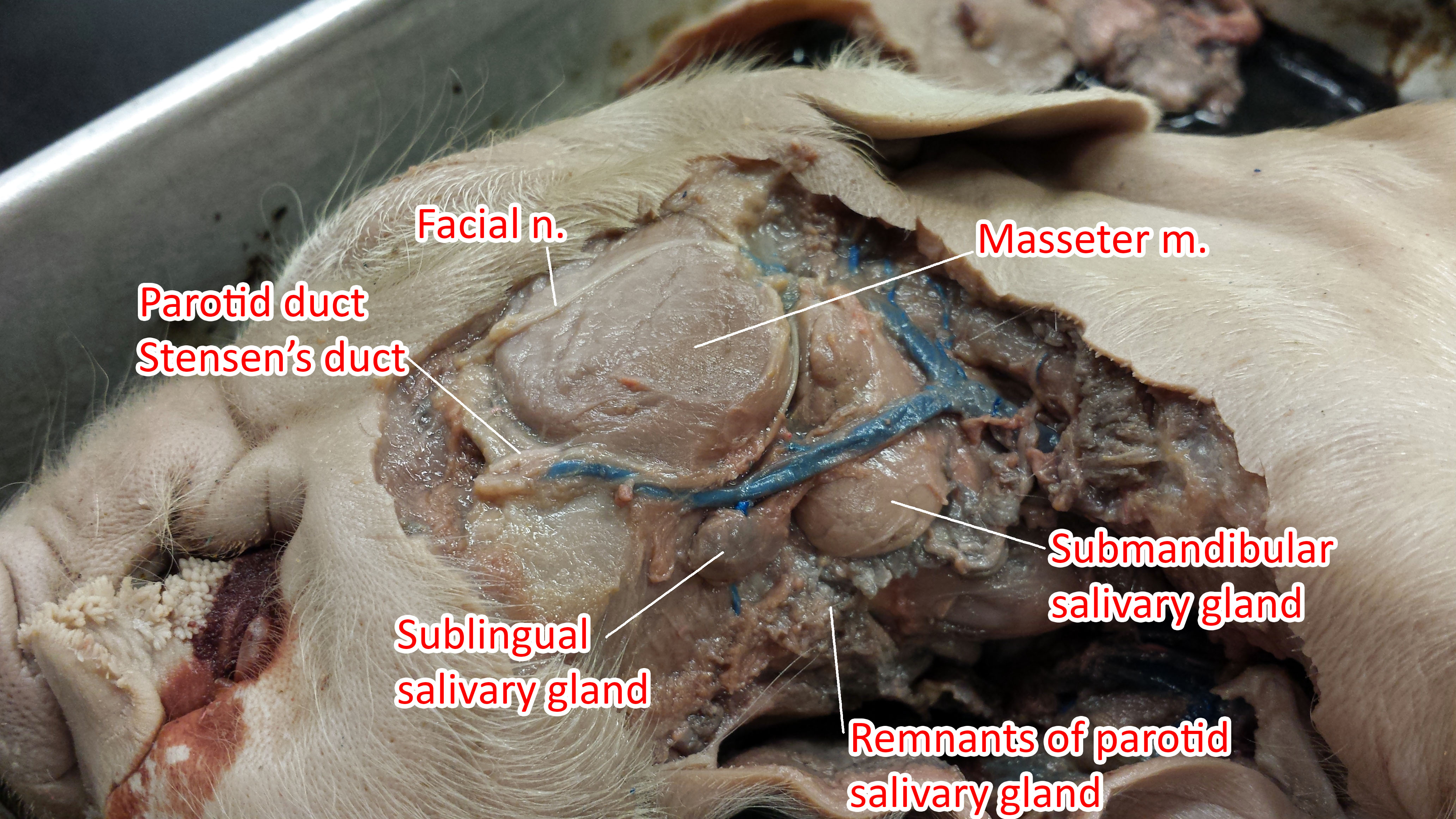 Photos of The Pig Digestive System