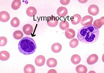 blood cells red microscope under identification lymphocyte between difference biology emaze system thymus monocytes