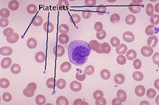 platelets microscope