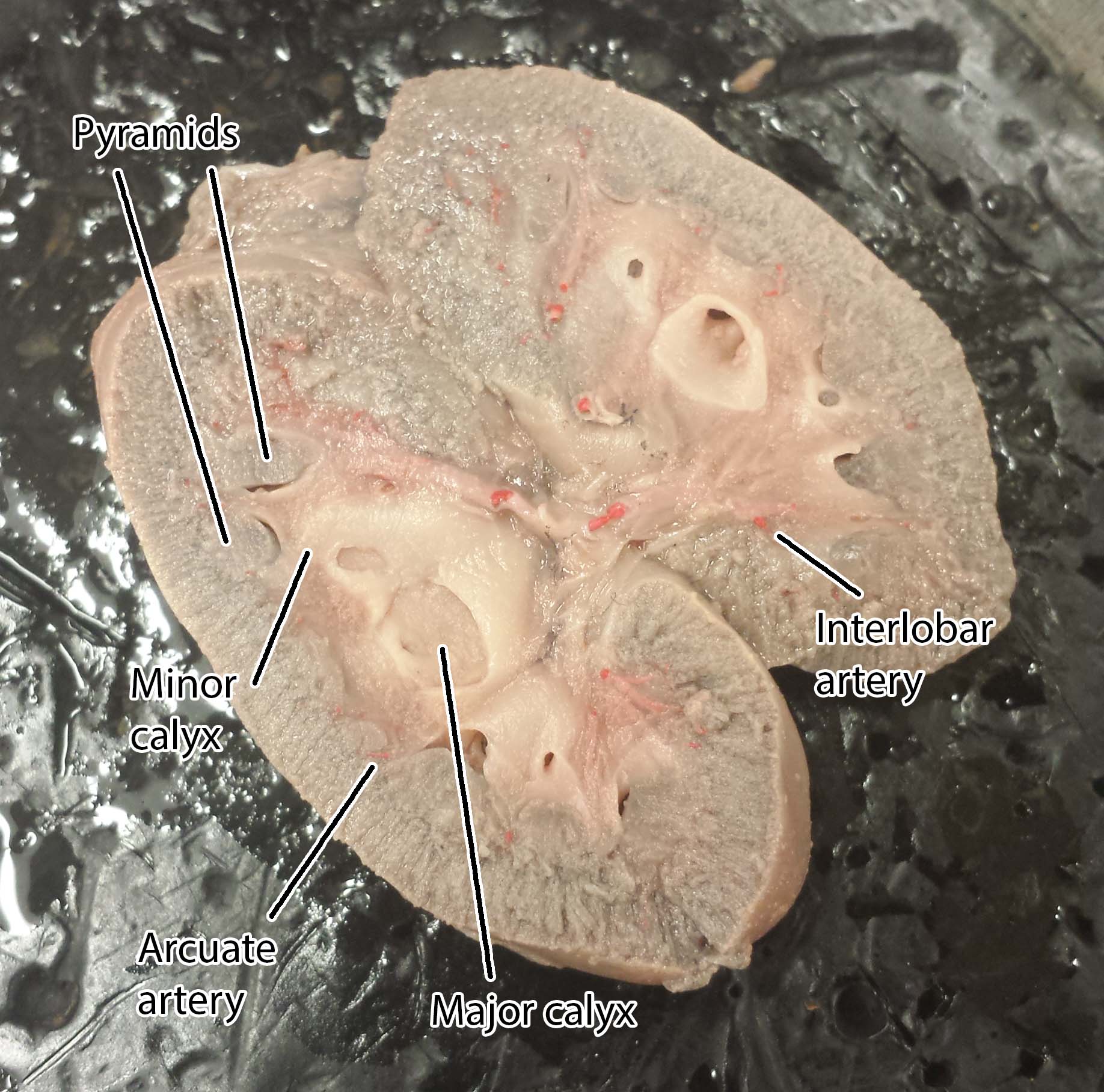 fetal pig ureter