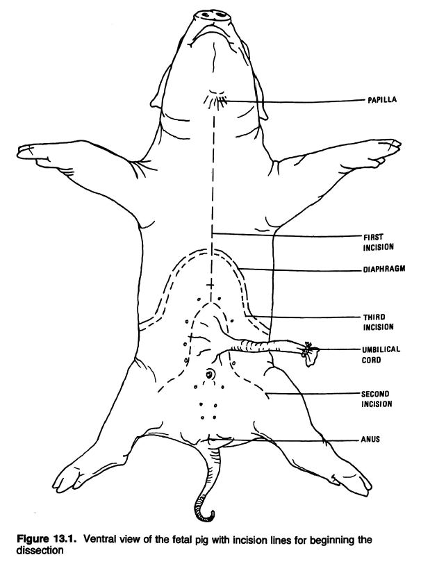 Anatomical Drawings of a Fetal Pig