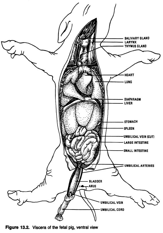 Anatomical Drawings of a Fetal Pig