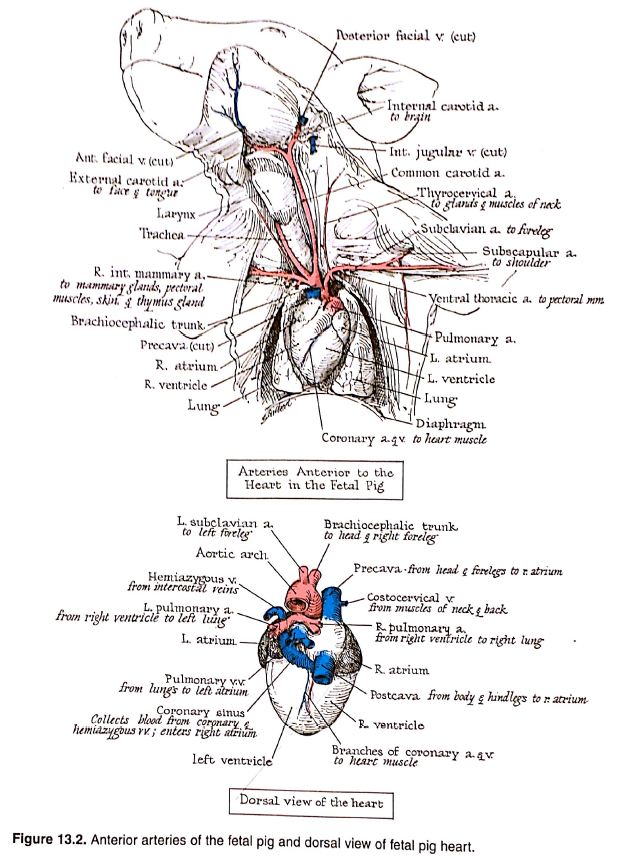 Anatomical Drawings of a Fetal Pig