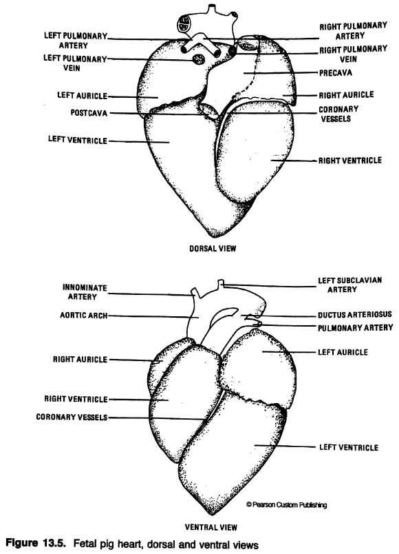 fetal pig dissection diagrams labeled