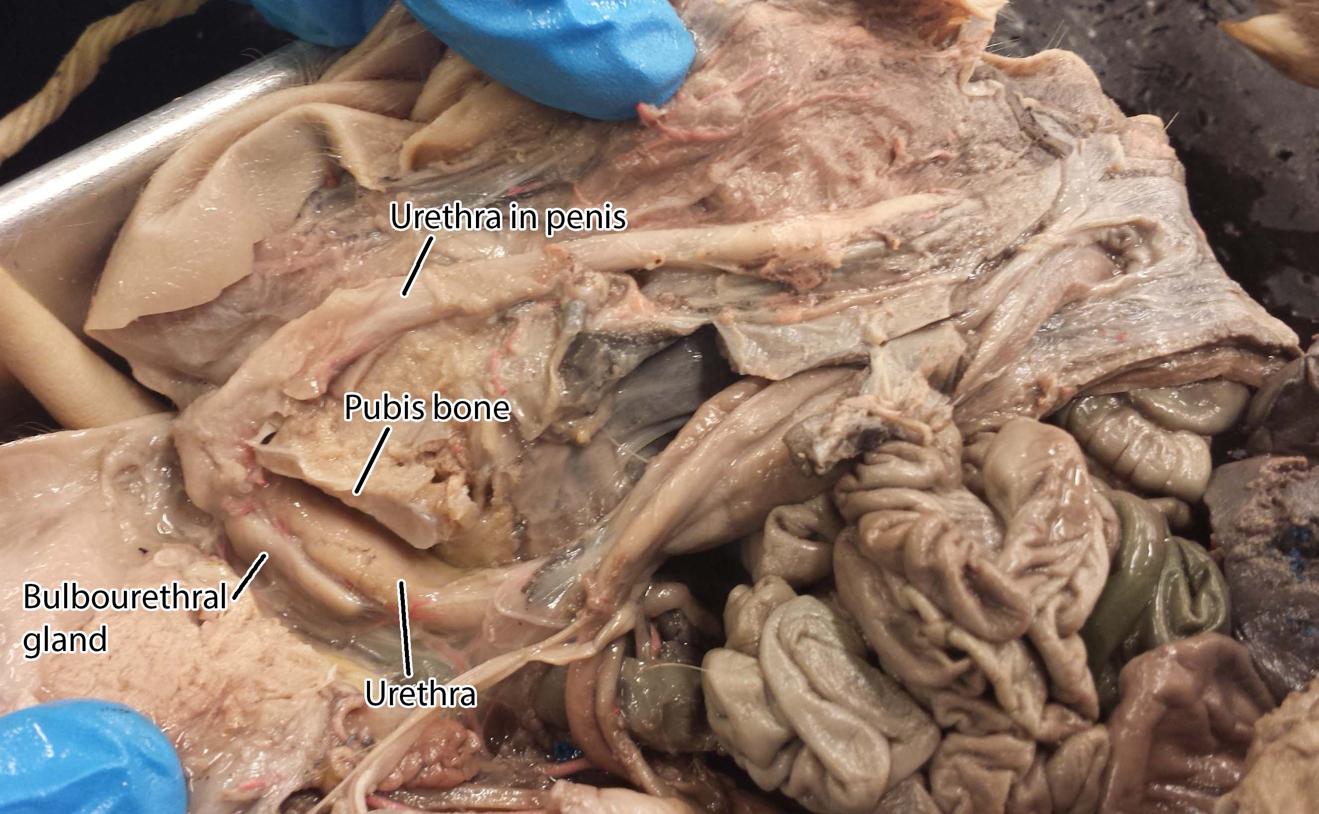 Reproductive System Dissection Photos