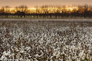 Georgia Cotton Field 1