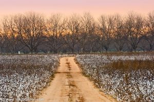 Georgia Cotton Field 2