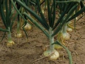 vidalia_onions