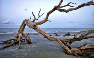 driftwood-beach