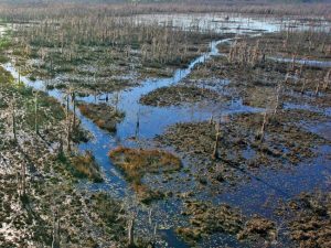 wetland