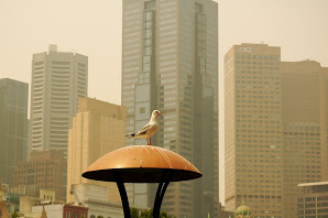 bird