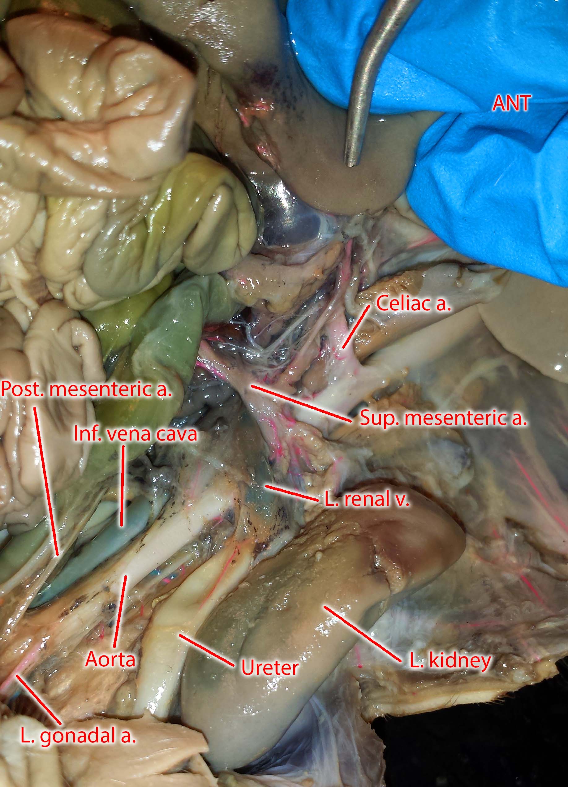 Photographs of the Vessels of the Fetal Pig femoral diagram 