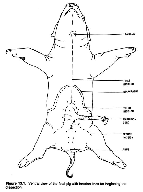 [DIAGRAM] Well Labelled Diagram Of A Pig - MYDIAGRAM.ONLINE