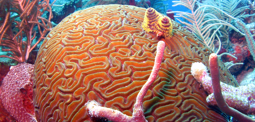 Fishes-Sponges-Corals